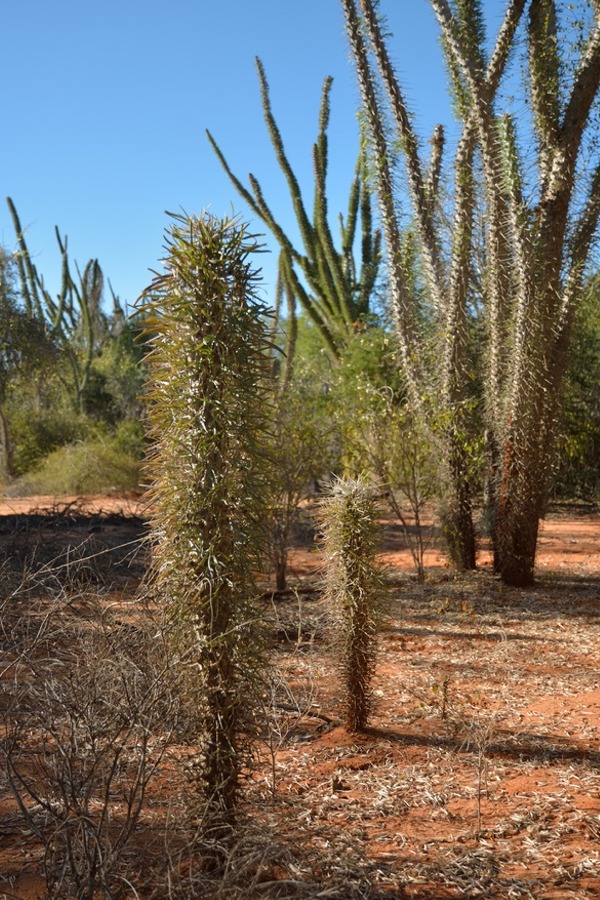 Didiera madagascariensis Very Rare Cactus- Cutting