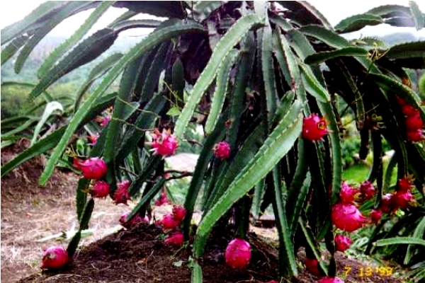 Dragon Fruit- Cutting (available cuttings are very limited