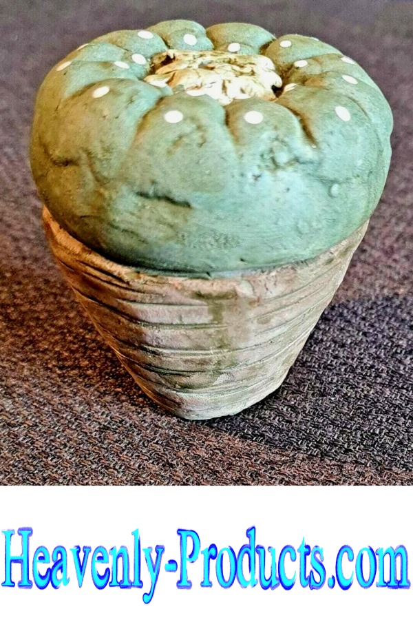Peyote Realistic Mexican Cactus Clay Jar