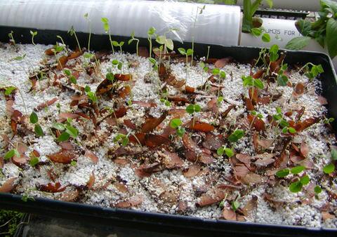 Germinating B. caapi Seedlings