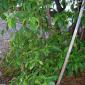 View the image: Psychotria viridis