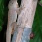 View the image: Psychotria viridis