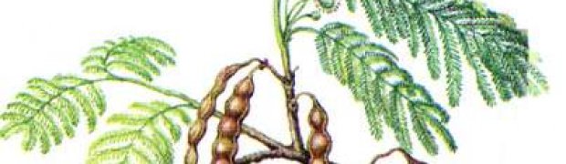 Anadenanthera peregrina:
.:
Anadenanthera_peregrina