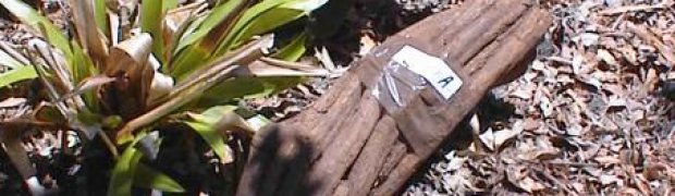 Banisteriopsis caapi Vines:
Another caapi vine