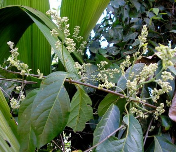 B. caapi Flower Buds