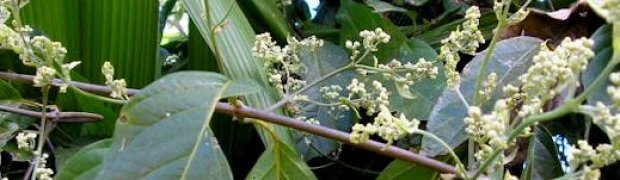 Assorted Ethnobotanical Plants:
Banisteriopsis caapi Vines:
B. caapi Flower Buds