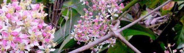 Banisteriopsis caapi Vines:
B. caapi Flowers