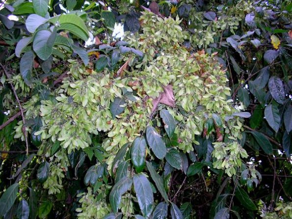 B. caapi Seeds Still On Plant