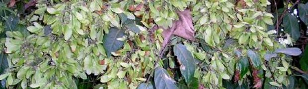 Banisteriopsis caapi Vines:
B. caapi Seeds Still On Plant