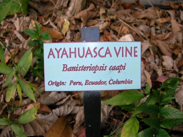 Banisteriopis caapi sign