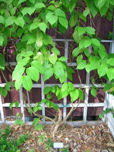 Banisteriopis caapi growing at botanical gardens