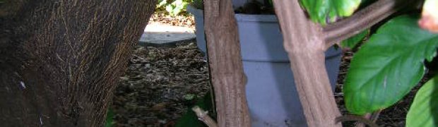 Assorted Ethnobotanical Plants:
Banisteriopsis caapi Vines:
Banisteriopsis caapi