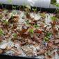 View the image: Germinating B. caapi Seedlings