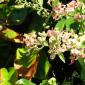 View the image: Florida caapi Plant In Bloom- January