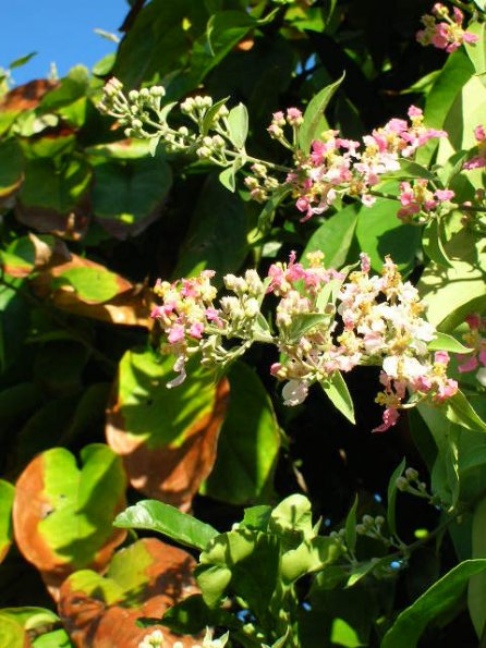 Florida caapi Plant In Bloom- January