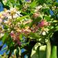 View the image: Florida caapi Plant In Bloom- January