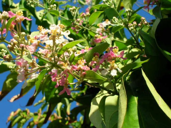 Florida caapi Plant In Bloom- January Florida caapi Plant In Bloom- January