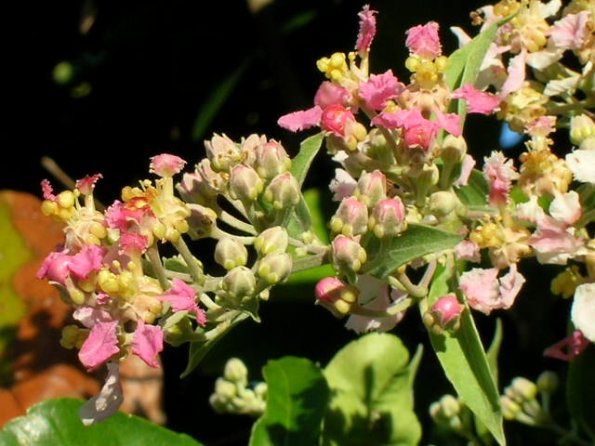 Florida caapi Plant In Bloom- January