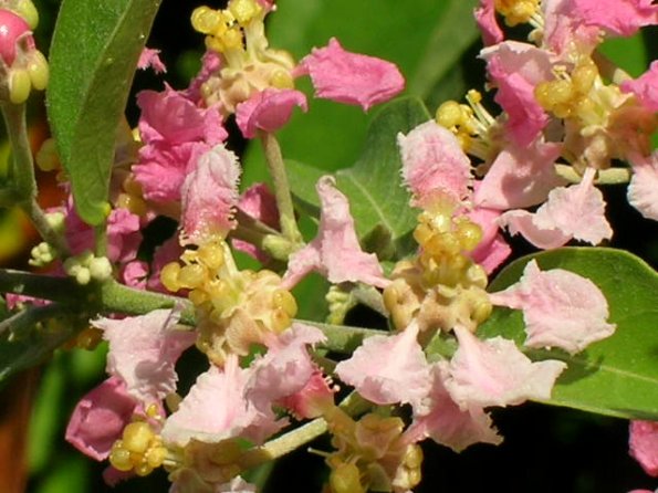 Florida caapi Plant In Bloom- January