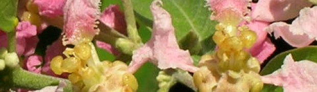 Banisteriopsis caapi Vines:
Florida caapi Plant In Bloom- January