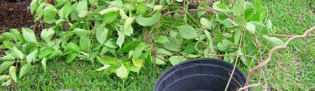 Planting a Banisteriopsis caapi Plant:
The Plant