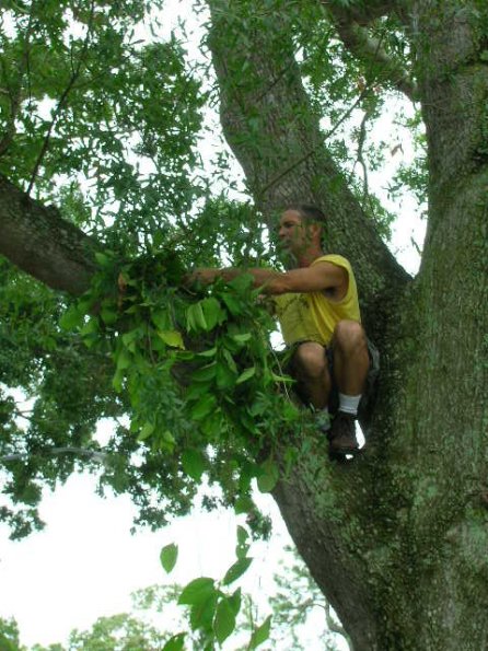 Up In Tree Up In Tree
