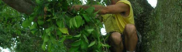 Banisteriopsis caapi Vines:
Planting a Banisteriopsis caapi Plant:
Up In Tree