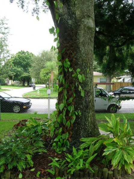 Securing Plant Securing Plant
