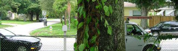 Planting a Banisteriopsis caapi Plant:
Securing Plant