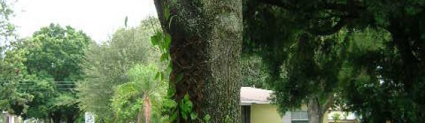 Assorted Ethnobotanical Plants:
Banisteriopsis caapi Vines:
Planting a Banisteriopsis caapi Plant:
Good To Go