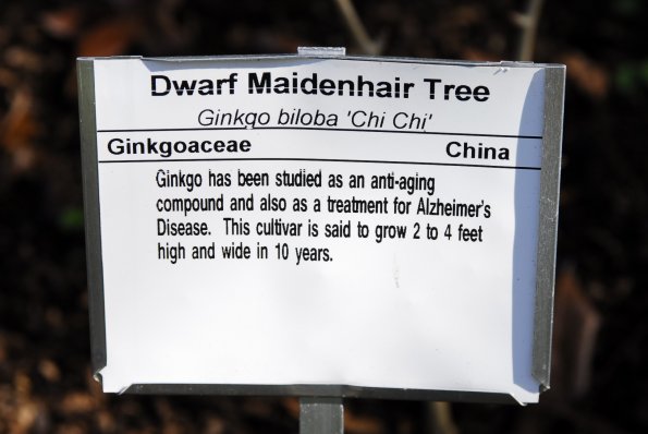 Dwarf_Maidenhair1