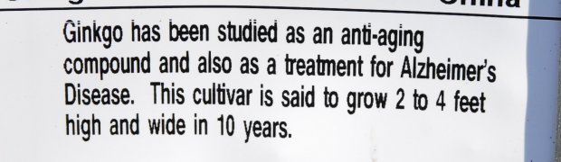 Dwarf Maidenhair Tree:
Dwarf_Maidenhair1