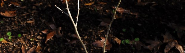 Dwarf Maidenhair Tree:
Dwarf_Maidenhair2