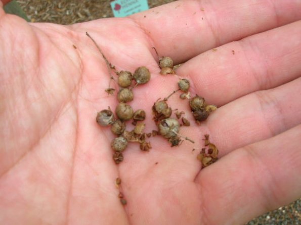 Egyptian henna seeds