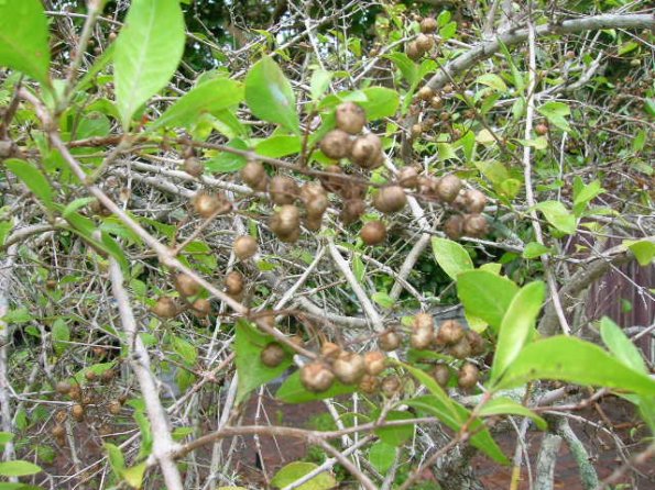 Egyptian henna seeds