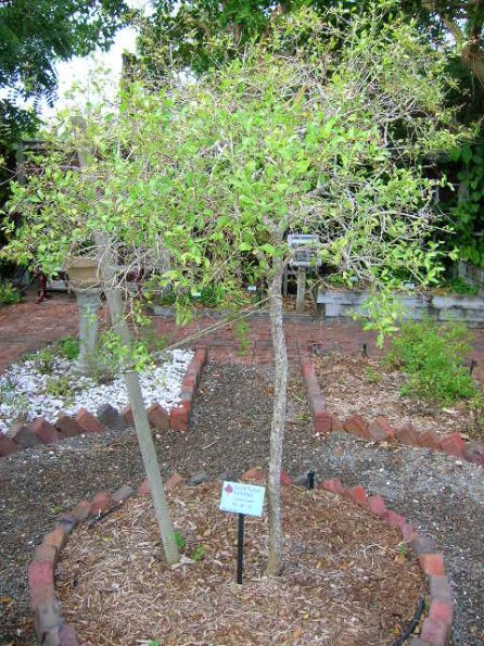 Egyptian henna tree