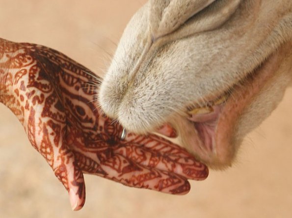 Mehndi on hand with camel