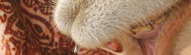 Egyptian Henna- Lawsonia inermis:
Mehndi on hand with camel