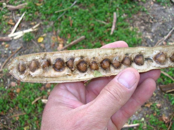 Horseradish seeds