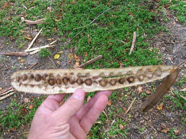 Horseradish seeds Horseradish seeds