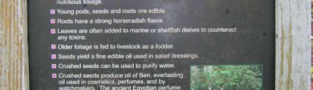 Horseradish Tree- Moringa oleifera:
Horseradish sign