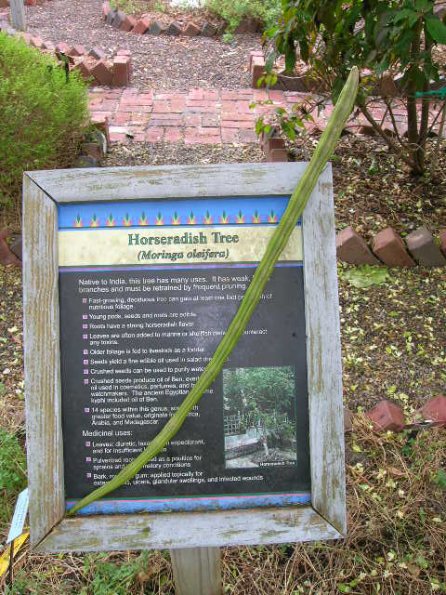 Horseradish sign Horseradish sign