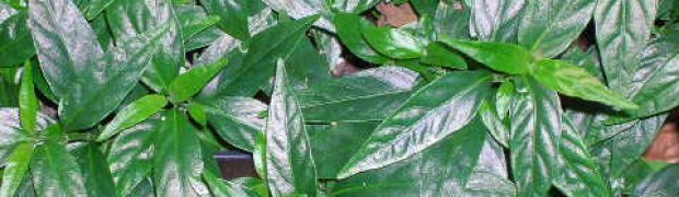 Justicia pectoralis- J. pectoralis:
Justicia pectoralis