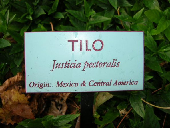 Justicia pectoralis botanical sign.