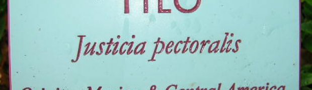 Justicia pectoralis- J. pectoralis:
Justicia pectoralis botanical sign.