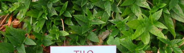 Assorted Ethnobotanical Plants:
Justicia pectoralis- J. pectoralis:
Justicia pectoralis 