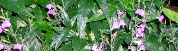 Assorted Ethnobotanical Plants:
Justicia pectoralis- J. pectoralis:
Justicia pectoralis in Bloom