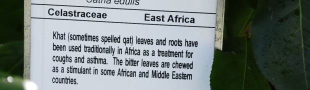 Assorted Ethnobotanical Plants:
Khat:
khat1