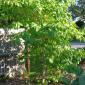 View the image: Kratom tree