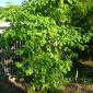 View the image: Kratom tree